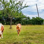 La Salamandre Frühstückspension Rabastens