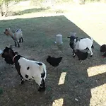 La Salamandre Frühstückspension