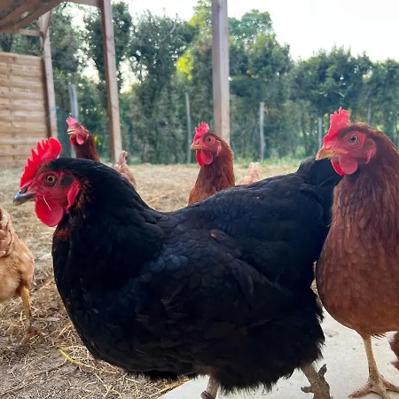 La Salamandre 4* Rabastens