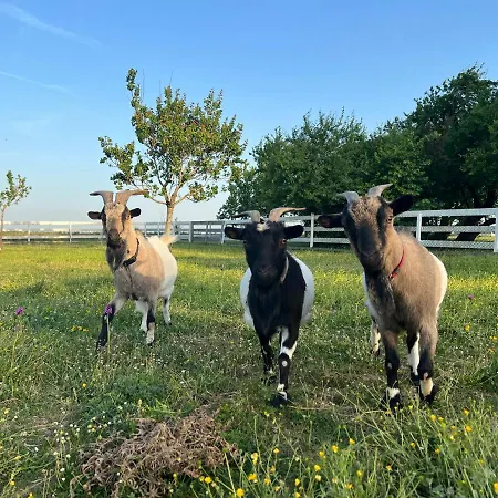 La Salamandre 4* Rabastens