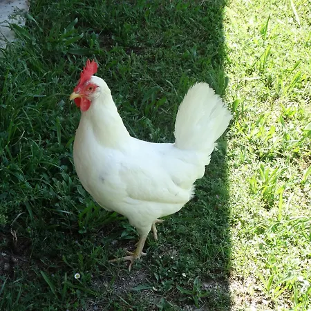 La Salamandre Frühstückspension