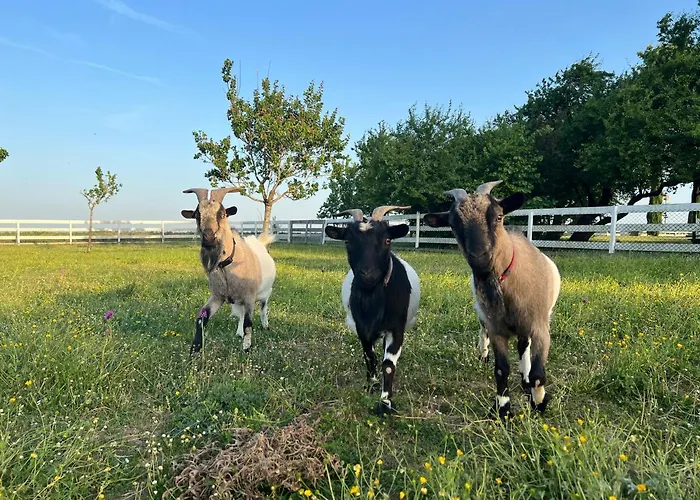 La Salamandre 4* Rabastens